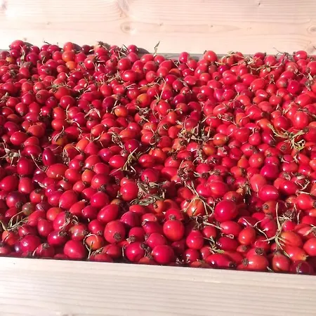 Agriturismo Il Brusa Fer Bussoleno